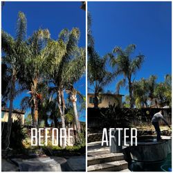 Menifee Tree Service - Removal of Palm Trees