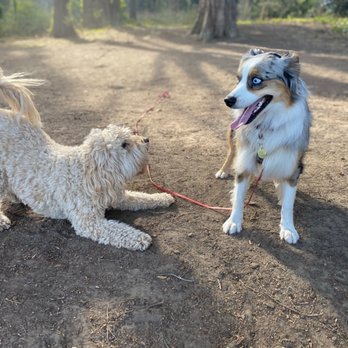Citizen Hound - Buddies - Dog Walkers Near Me - San Francisco, California Citizen Hound - Buddies - Dog Walkers Near Me - San Francisco, California