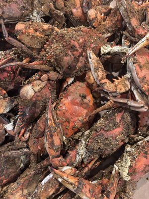 Conrad's Seafood Restaurant by null