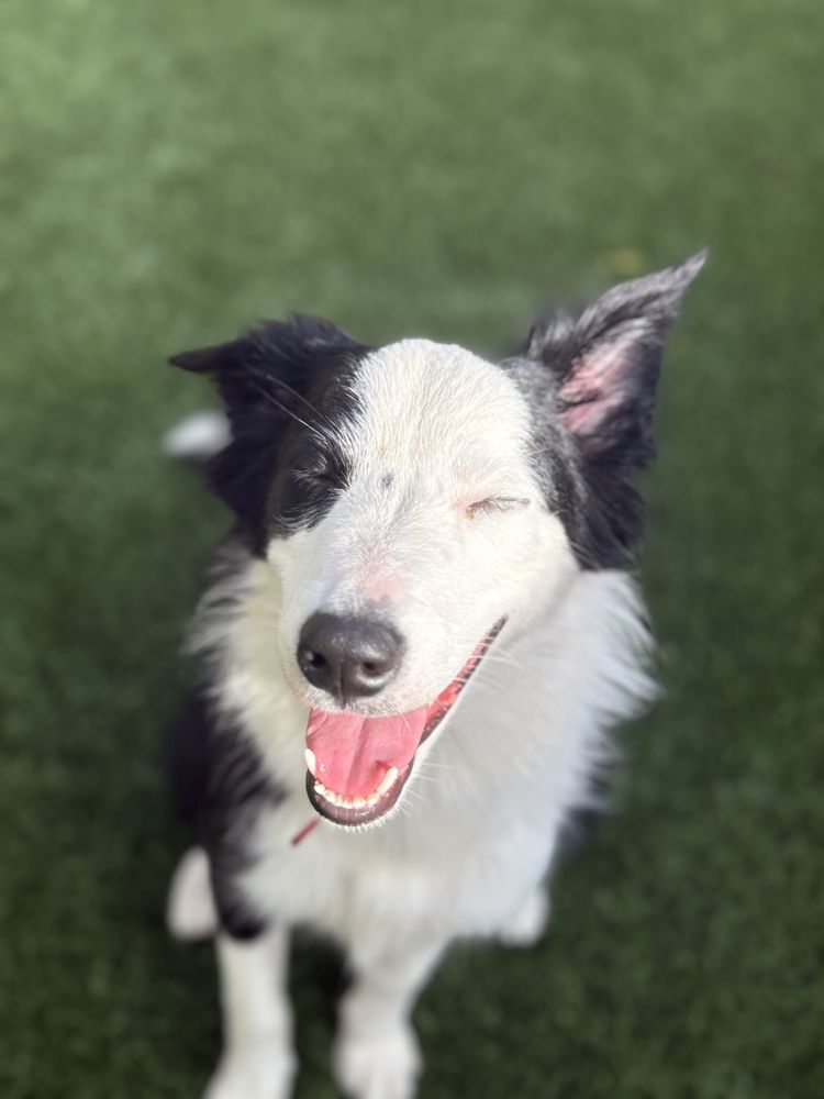 Island Paws Retreat - pet boarding facility in Honolulu, HI