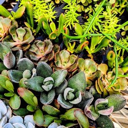 Lynde Greenhouse & Nursery and Landscape Design - A high-angle overhead shot of a mixed succulent tray. The arrangement features fleshy green Crassula (goliath/jade) leaves, t...