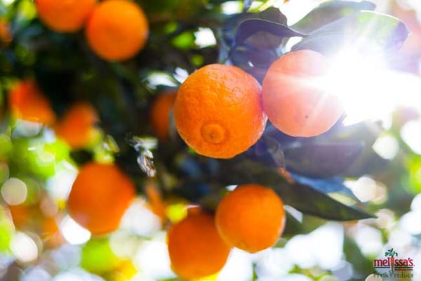 Melissa's / World Variety Produce by null