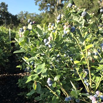 Lyna Berry Farm - Rows and rows of blueberry shrubs - Pick Your Own Farms Near Me - Lithia, Florida Lyna Berry Farm - Rows and rows of blueberry shrubs - Pick Your Own Farms Near Me - Lithia, Florida