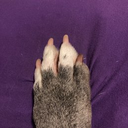 She's a rescue who wasn't being properly cared for, so her quick is really long, this is the best they've looked! She's a rescue who wasn't being properly cared for, so her quick is really long, this is the best they've looked!