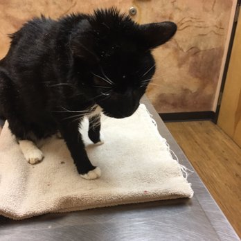 Pet Doctor - Veterinarians Near Me - Tucson, Arizona Pet Doctor - Veterinarians Near Me - Tucson, Arizona