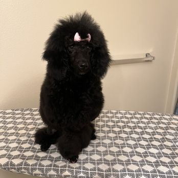 Temecula Pet Salon - Added a bow! - Pet Groomers Near Me - Temecula, California Temecula Pet Salon - Added a bow! - Pet Groomers Near Me - Temecula, California