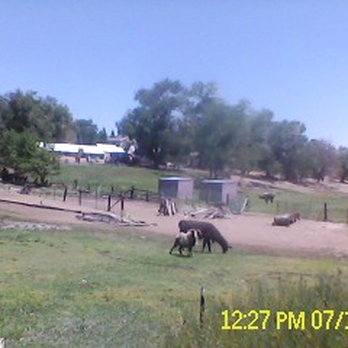 Home Church - Even the Llamas heard me thank Christ Jesus, Lord & Savior for the Good Samaritans at Sparks NAZ! - Churches Near Me - Sparks, Nevada
