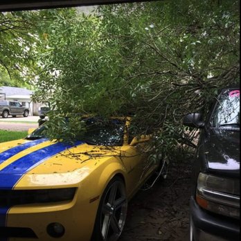 Texas Tree Services - Tree Services Near Me - Little River Academy, Texas Texas Tree Services - Tree Services Near Me - Little River Academy, Texas