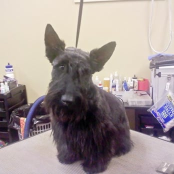 Jan's Pet Grooming - Gus - Pet Groomers Near Me - Redford, Michigan Jan's Pet Grooming - Gus - Pet Groomers Near Me - Redford, Michigan