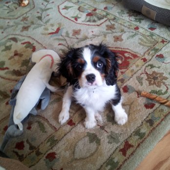 Paws Away Pet Sitting - Pet Sitting Near Me - Mount Horeb, Wisconsin