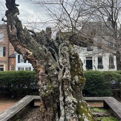 William Paca House and Garden - Mulberry tree