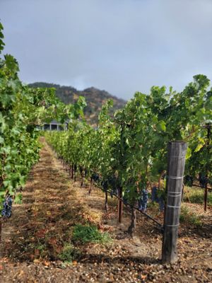 Elusa Winery by null
