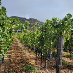 Elusa Winery