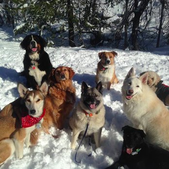 Alpine Dogs - Dog Walkers Near Me