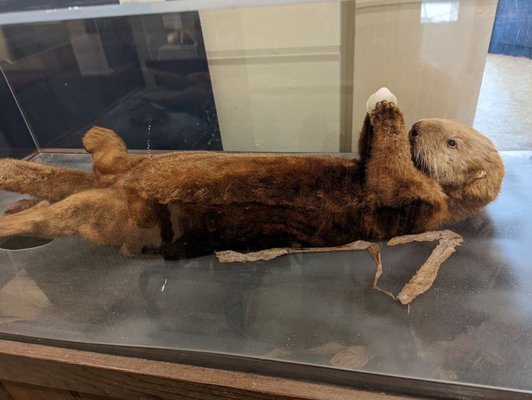 Santa Cruz Museum of Natural History by null