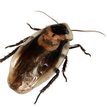 Pest Nett - Pest Control Near Me