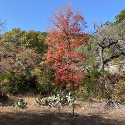 Fall foliage