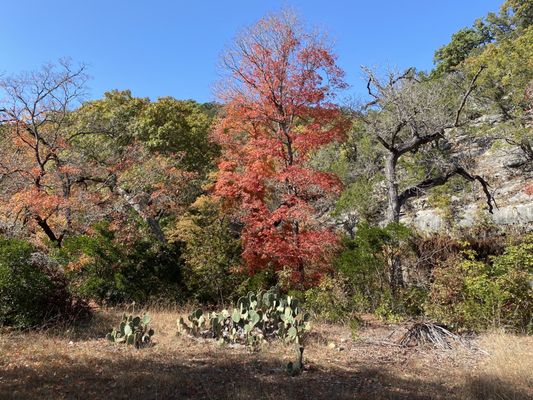 Lost Maples State Natural Area by null