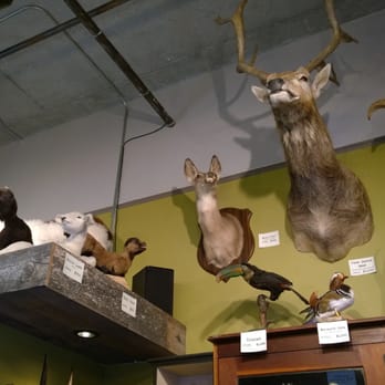 Paxton Gate - Just a tiny portion of their taxidermy collection. All are for sale... - Home Decor Near Me - Portland, Oregon Paxton Gate - Just a tiny portion of their taxidermy collection. All are for sale... - Home Decor Near Me - Portland, Oregon