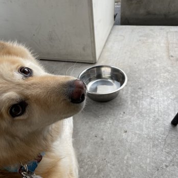 Picnik - Burnet Road - Dog-friendly patio and fresh, purified water for the fur baby! - New American Near Me - Austin, Texas