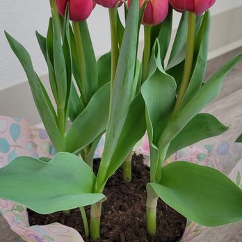 Trader Joe's - A lot of flowers and plants at TJs. - Grocery Near Me - San Mateo, California