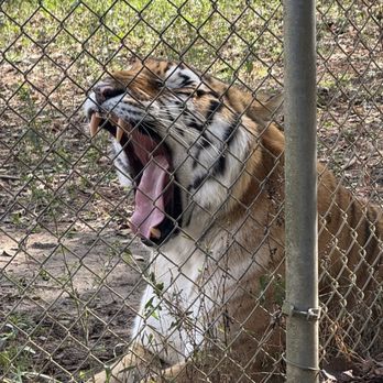 Carolina Tiger Rescue - Animal Shelters Near Me - Pittsboro, North Carolina Carolina Tiger Rescue - Animal Shelters Near Me - Pittsboro, North Carolina