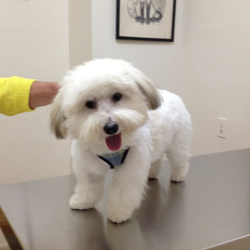 Fair Haven Animal Hospital