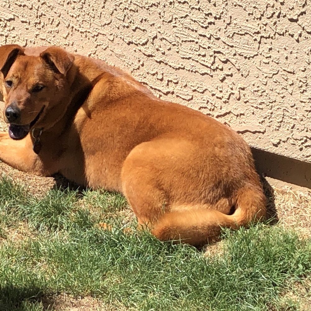 Critter Corral Pet Grooming - Pet Groomers Near Me - Phoenix, Arizona
