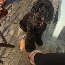 Prissy Paws Mobile Pet Grooming Service - Daisy cockapoo