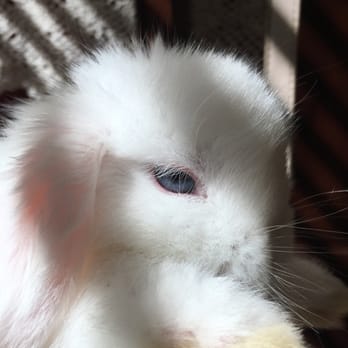 One Stop Lop - Her beautiful blue eyes! - Pet Adoption Near Me One Stop Lop - Her beautiful blue eyes! - Pet Adoption Near Me
