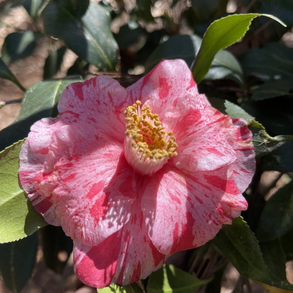Columbus Botanical Garden - Camellia blooming early March. Would recommend February for full blooming - Botanical Gardens Near Me - Columbus, Georgia