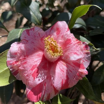 Columbus Botanical Garden - Camellia blooming early March. Would recommend February for full blooming - Botanical Gardens Near Me - Columbus, Georgia Columbus Botanical Garden - Camellia blooming early March. Would recommend February for full blooming - Botanical Gardens Near Me - Columbus, Georgia