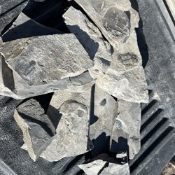 U-Dig Fossils - Fossils found at U Dig. I had an incredible few days there