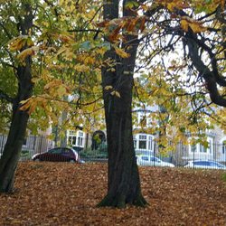 Endcliffe Park