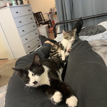 High Country Humane - Both Wilson and Oreo are sleeping in their new home. - Animal Shelters Near Me - Flagstaff, Arizona