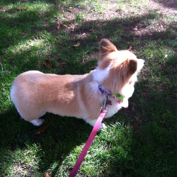 Long Haired Corgi Full Body Haircut With 1inch To Make Her Look