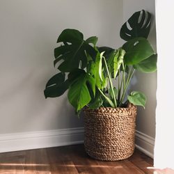 Denizen - The Monstera Deliciosa I recently purchased.