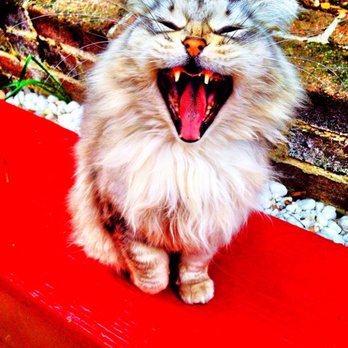 Benicia Cat Clinic - Veterinarians Near Me - Benicia, California
