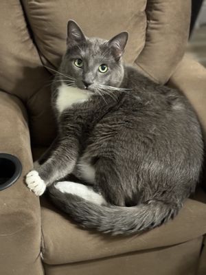 Michelle at Your Service Pet Sitting & Dog Walking