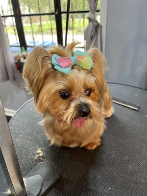 Full Dog Grooming - Full groom includes:
Shampoo and conditioning
Massage
Anal glands
Ear cleaning
Nail trimming and filing
Styling
Bandana
Bows
Mink Oil
Perfume
All prices vary depending on dogs weight, size, and hair conditions. We have been in business for over 3 years and take care of your fur baby like it was our own!
Call today to schedule an appointment! Full Dog Grooming - Full groom includes:
Shampoo and conditioning
Massage
Anal glands
Ear cleaning
Nail trimming and filing
Styling
Bandana
Bows
Mink Oil
Perfume
All prices vary depending on dogs weight, size, and hair conditions. We have been in business for over 3 years and take care of your fur baby like it was our own!
Call today to schedule an appointment!