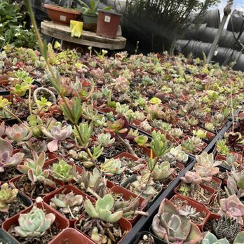 Rod’s Nursery - Nurseries & Gardening Near Me - Santa Paula, California Rod’s Nursery - Nurseries & Gardening Near Me - Santa Paula, California