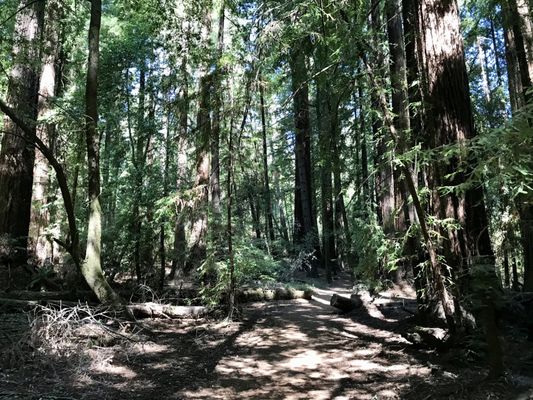 Hendy Woods State Park by null