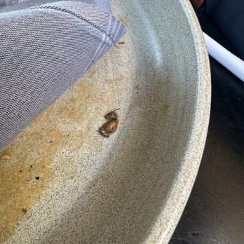 Lamplight Lounge - Bug/Insect on plate - New American Near Me - Anaheim, California
