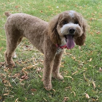 PurrFurred Pet Styling - Naperville - AFTER - Pet Groomers Near Me - Naperville, Illinois PurrFurred Pet Styling - Naperville - AFTER - Pet Groomers Near Me - Naperville, Illinois
