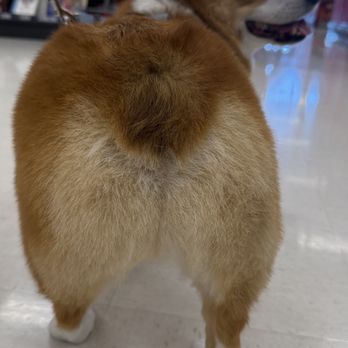 Grooming by Kristie - Pet Groomers Near Me