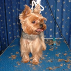 Toilettage Aux quattre Pattes - mon chien