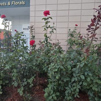 Paradise Landscaping and Gardening - Landscaping Near Me Paradise Landscaping and Gardening - Landscaping Near Me