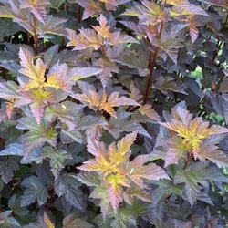 Spohr Gardens - Native Ninebark