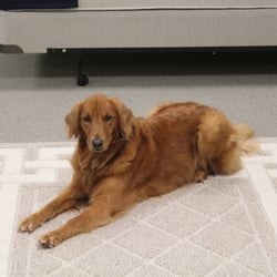 Our golden retriever Bella