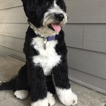 Dog Resort - This is what I asked for and did not get - Pet Boarding Near Me - Glendale, California